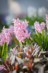 pink and purple flowers