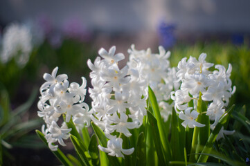 flowers in the morning