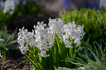 snowdrops in the forest