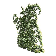 Fototapeta premium Climbing plants creepers isolated on white background 3d illustration