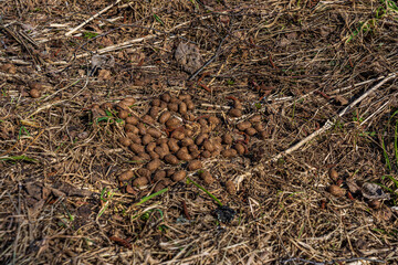 A moose pile of excrement in the forest.