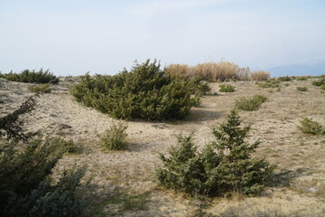 Obraz premium viareggio