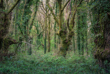 Chaotic landscape of intertwined branches and brambles in an oak forest