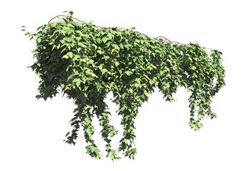 Naklejka premium Climbing plants creepers isolated on white background 3d illustration