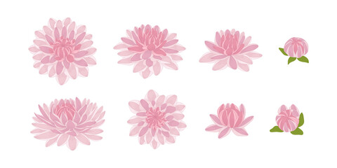 Set of pink dahlia blooming flowers illustration.