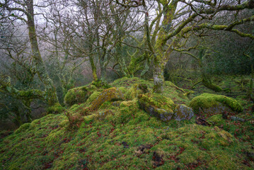 Fototapeta na wymiar Mossy oaks grow among ancient remains of a construction