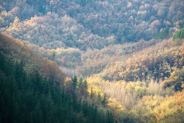Soft ocher tones in the mixed forests on an autumn day