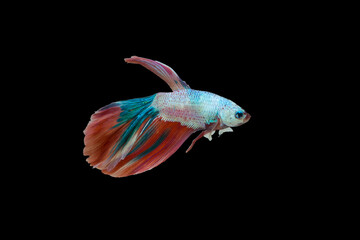 Siamese fighting fish. Betta fish, betta splendens isolated on black background.