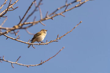 Common chiffchaff, Phylloscopus collybita, sitting on a branch, twig singing. Bird photography taken in Sweden in April. Blue sky background with copy space and place for text.