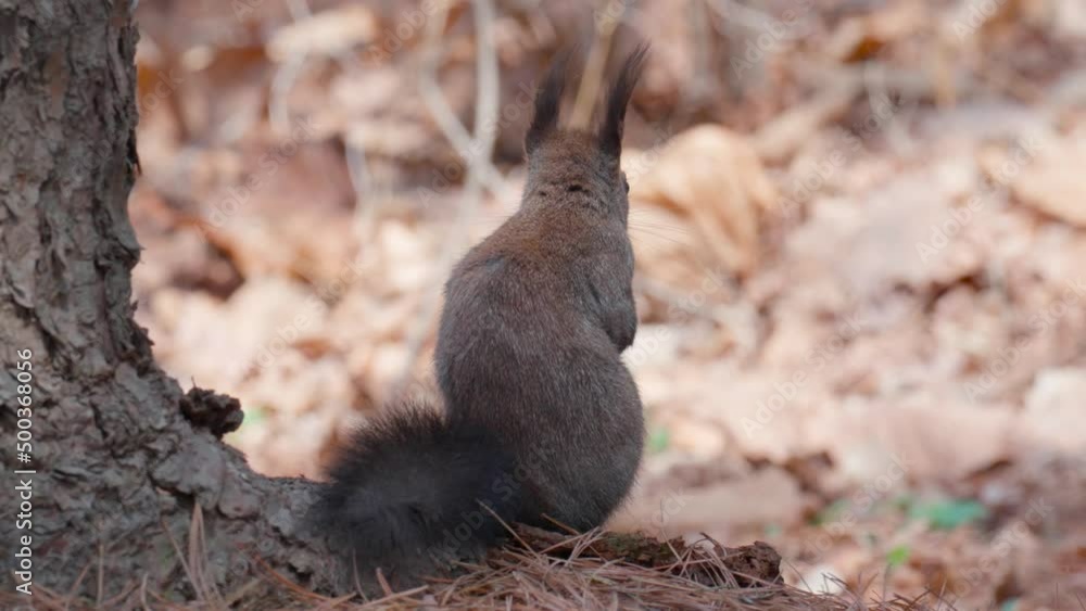 Poster back view of eurasian gray squirrel by tree trunk resting