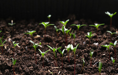 Young green marigold or Tagétes seedling . Effective growing of vegetable and plant seedlings. 