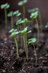 Young green basil seedling . Effective growing of vegetable and plant seedlings. 