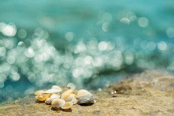Fototapeta na wymiar seashells on the rocky shore