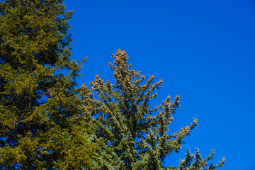 the crowns of trees against a clear blue sky. cones on the crown of spruce. 