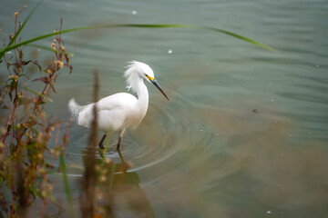Snowy egret (Egretta thula) stands in the shallow water of the lake and waits for prey.