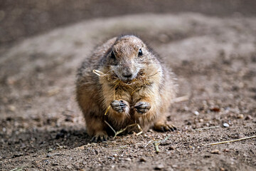 Präriehund ( Cynomys ).