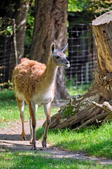 Guanako ( Lama guanicoe ).