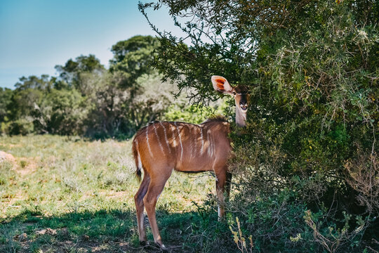 Weibliche Nyala Antilope Tragelaphus angasii Mkuze Wildreserve Südafrika