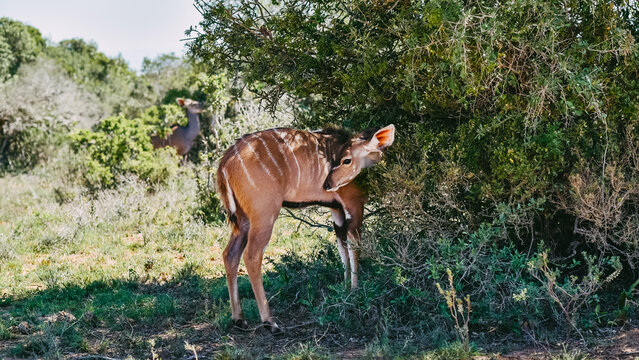 Weibliche Nyala Antilope Tragelaphus angasii Mkuze Wildreserve Südafrika