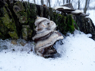 Frozen mushrooms on a stump in winter. Winter Forest