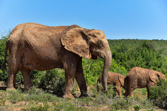 Grosser Elefant mit Babys unterwegs in grüner Natur mit blauen Himmel im Addo Elephant Park in Südafrika