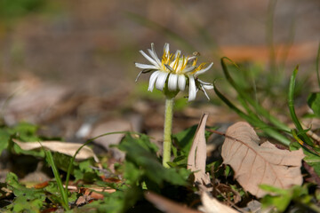シロバナタンポポ