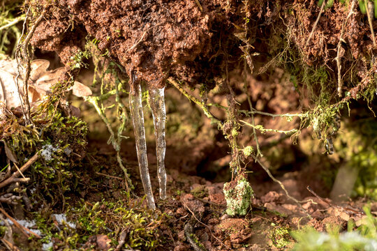 Two icicles hang in the forest on the ground between moss