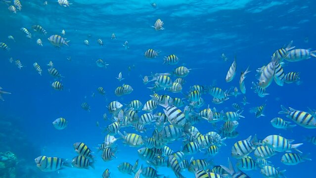 Shoal of sergeant fish swim in the blue water. School of Indo-Pacific sergeant&nbsp;(Abudefduf vaigiensis)&nbsp;4K-60fps