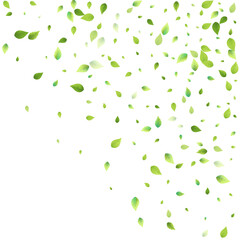 Leaves Green Falling Flying Foliage Leaf Tea Mint