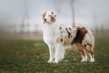 australian shepherd dog beautiful spring meadow 