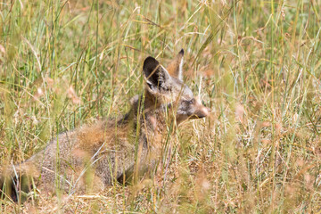 Resting Bat-eared fox lying in the grass