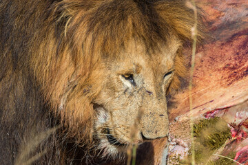 Close up at a Male Lion at his killing