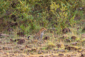 Leopard sitting on the edge of the forest and watching