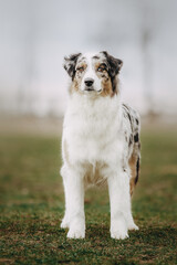 australian shepherd dog beautiful spring meadow 