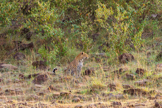 Leopard sitting on the edge of the forest and watching