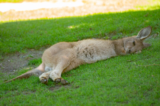 Sleeping Kangaroo
