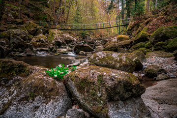 Naklejka na ściany i meble Moss stones in the river with suspension bridge in a mountain valley and green forest. Natural landscape torrent Buchberger Leite in the Bavarian Forest, Germany.