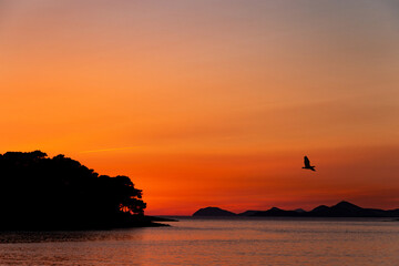 Naklejka na ściany i meble Adriatic coast and flying birds on a sunset time. Resort Dubrovnik.