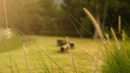 Scene of sunset or sunrise on the field with young rye or wheat in the summer with a cloudy sky background.