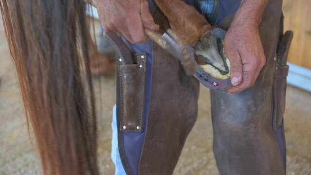 Close-Up Shot Of Male Animal Groomer Hammering Nail In Horse Toe - Negev, Israel