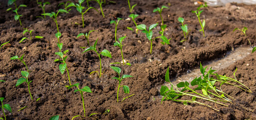 woman farmer planting seedlings of pepper in a greenhouse.