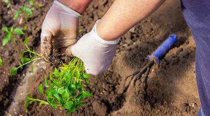 woman farmer planting seedlings of pepper in a greenhouse.