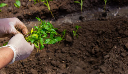 woman farmer planting seedlings of pepper in a greenhouse.