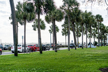 palms in the park in Charleston, SC