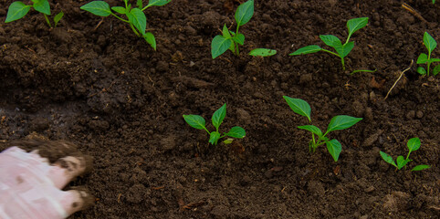 woman farmer planting seedlings of pepper in a greenhouse.