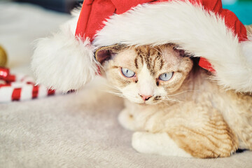 Exotic Sphynx Devon cat celebrates Christmas. Pet in New Year's decorations.