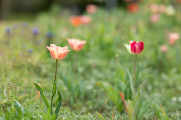 flowers blooming in the field