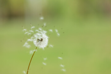 Dandelion spores are blown in the wind