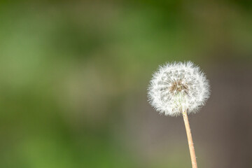 Fototapeta premium Dandelion spore to announce the beginning of spring
