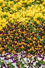 yellow flowers in the garden